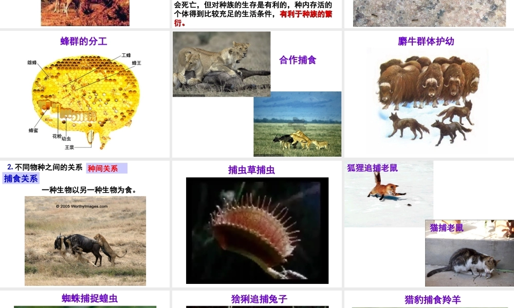 八年级生物下册 第7单元 第1章 第1节 环境对生物的影响 生物因素对生物的影响课件 （新版）冀教版-（新版）冀教级下册生物课件