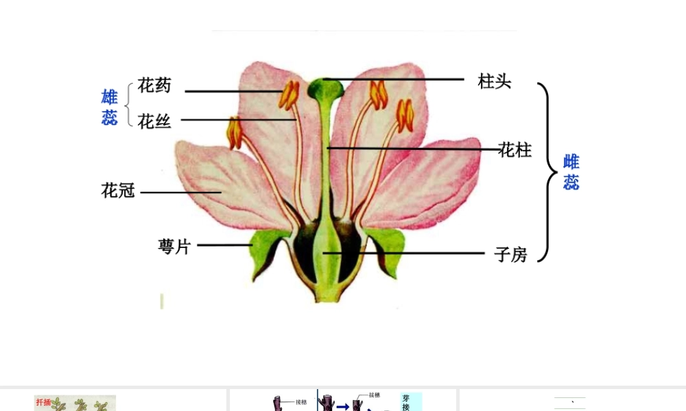 八年级生物下册 第7单元 第1章 第1节 植物的生殖课件 （新版）新人教版-（新版）新人教版初中八年级下册生物课件