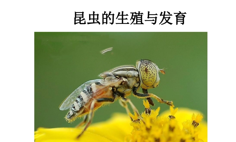 八年级生物下册 第八单元 生物的生殖、发育与遗传 第二十一章 生物的生殖与发育 第三节 昆虫的生殖与发育课件2（新版）苏教版-（新版）苏教版初中八年级下册生物课件