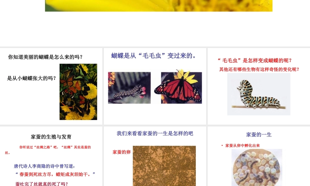 八年级生物下册 第八单元 生物的生殖、发育与遗传 第二十一章 生物的生殖与发育 第三节 昆虫的生殖与发育课件2（新版）苏教版-（新版）苏教版初中八年级下册生物课件