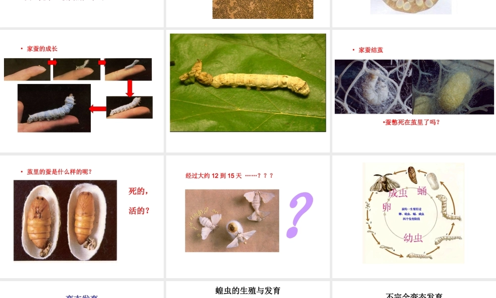 八年级生物下册 第八单元 生物的生殖、发育与遗传 第二十一章 生物的生殖与发育 第三节 昆虫的生殖与发育课件2（新版）苏教版-（新版）苏教版初中八年级下册生物课件