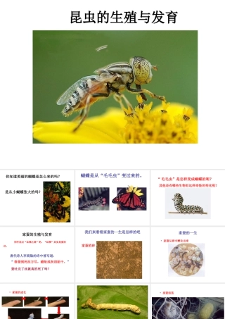八年级生物下册 第八单元 生物的生殖、发育与遗传 第二十一章 生物的生殖与发育 第三节 昆虫的生殖与发育课件2（新版）苏教版-（新版）苏教级下册生物课件