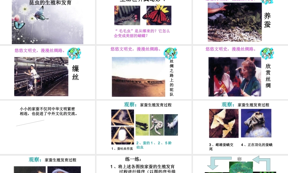 八年级生物下册 第7单元 第1章 第2节 昆虫的生殖和发肓课件 （新版）新人教版-（新版）新人教版初中八年级下册生物课件