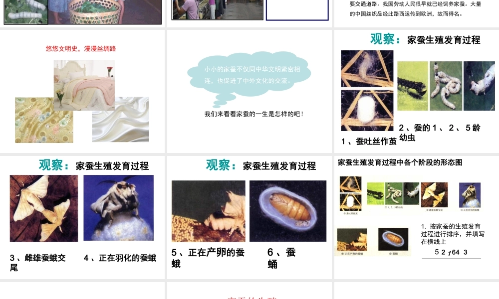 八年级生物下册 第八单元 生物的生殖、发育与遗传 第二十一章 生物的生殖与发育 第三节 昆虫的生殖与发育课件3（新版）苏教版-（新版）苏教版初中八年级下册生物课件