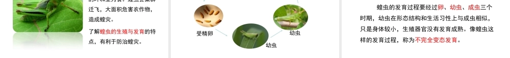 八年级生物下册 第八单元 生物的生殖、发育与遗传 第二十一章 生物的生殖与发育 第三节 昆虫的生殖与发育课件3（新版）苏教版-（新版）苏教级下册生物课件