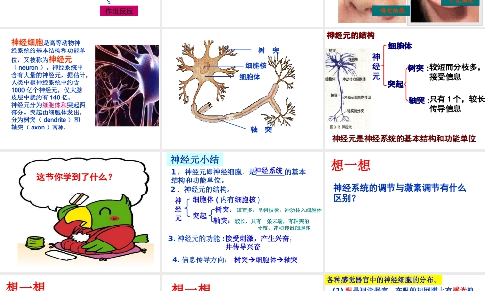 八年级科学上册 3.3 神经调节（第一课时）课件 浙教版