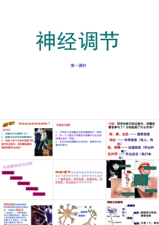八年级科学上册 3.3 神经调节（第一课时）课件 浙教版