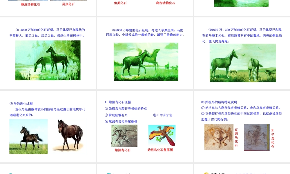 八年级生物下册 第9单元 第24章 第二节 生物进化的历程课件 苏教版