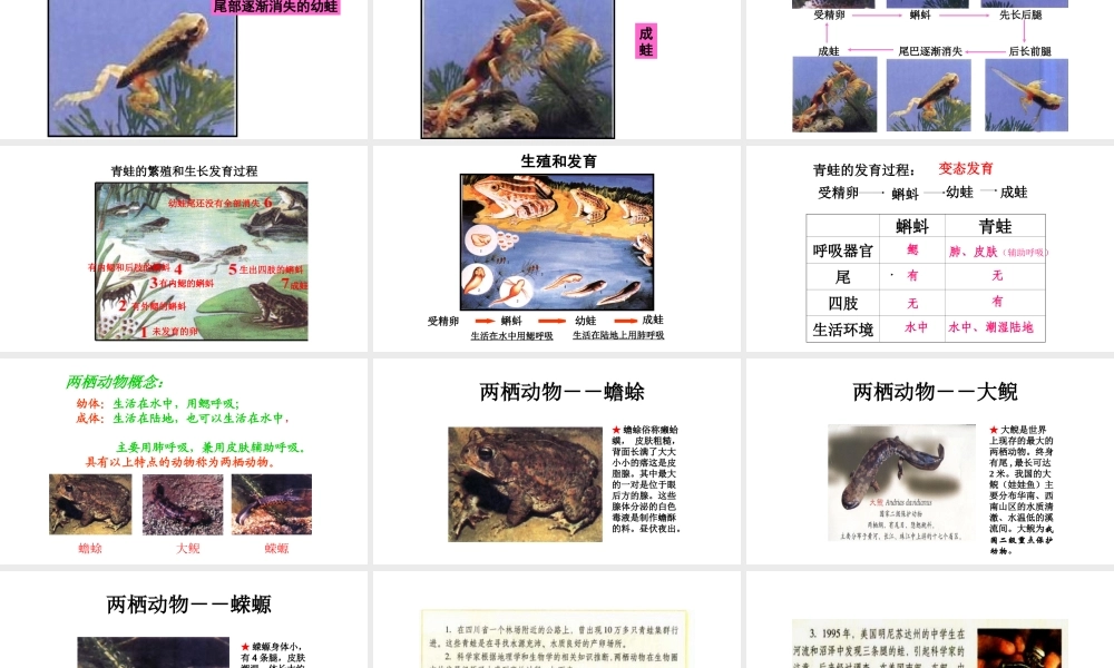 八年级生物下册 第7单元 第1章 第3节 两栖动物的生殖和发育课件 （新版）新人教版-（新版）新人教版初中八年级下册生物课件