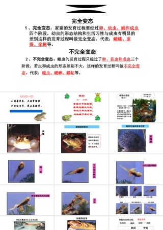 八年级生物下册 第7单元 第1章 第3节 两栖动物的生殖和发育课件 （新版）新人教版-（新版）新人教版初中八年级下册生物课件