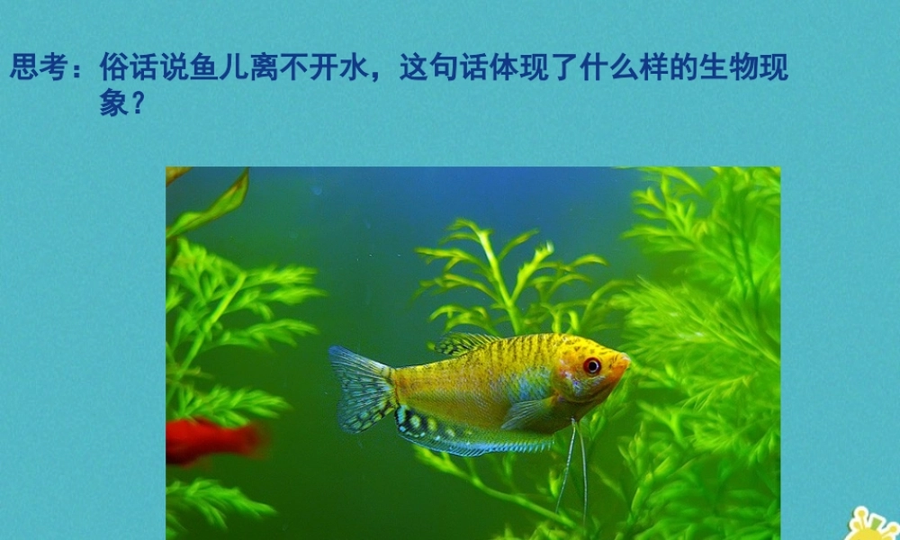 八年级生物下册 第23章 第1节 生物的生存依赖一定环境课件 （新版）北师大版-（新版）北师大级下册生物课件