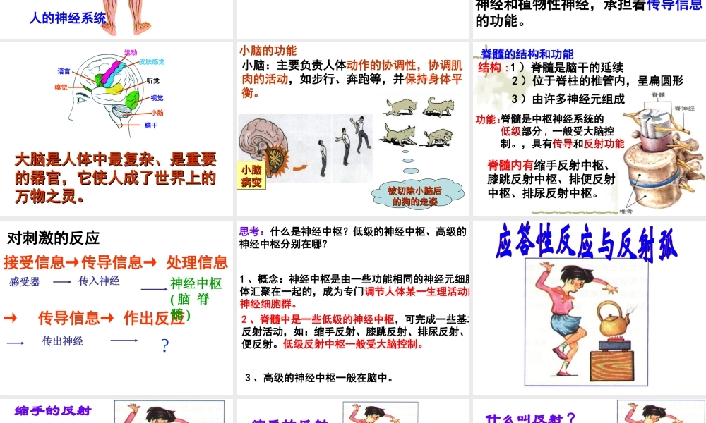 八年级科学上册 3.3 神经调节课件2 浙教版-浙教版初中八年级上册自然科学课件