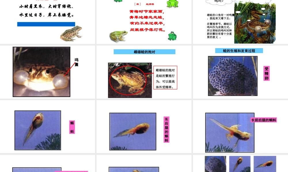八年级生物下册 第7单元 第1章 第3节 两栖动物的生殖和发育课件 （新版）新人教版-（新版）新人教级下册生物课件