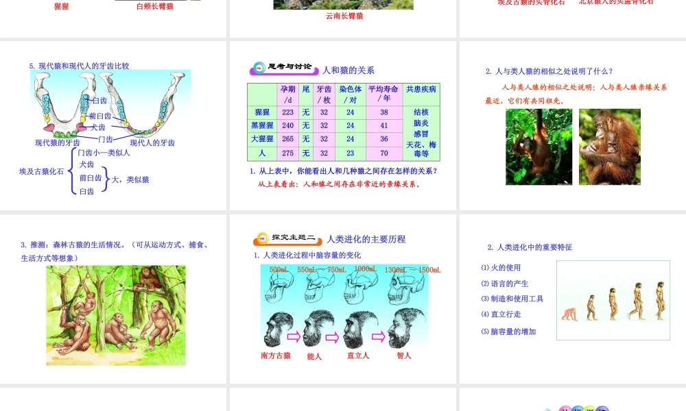 八年级生物下册 第9单元 第24章 第四节 人类的起源和进化课件 苏教版