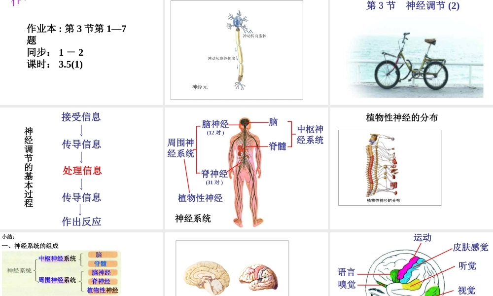 八年级科学上册 3.3 神经调节课件3 浙教版-浙教版初中八年级上册自然科学课件