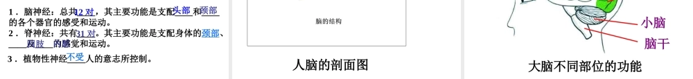 八年级科学上册 3.3 神经调节课件3 浙教版-浙教版初中八年级上册自然科学课件