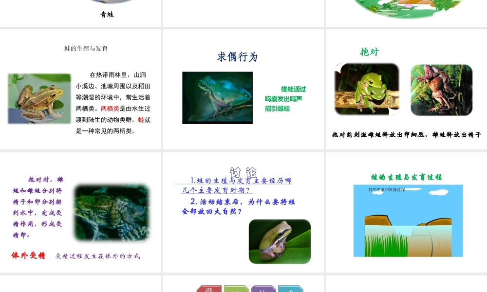 八年级生物下册 第八单元 生物的生殖、发育与遗传 第二十一章 生物的生殖与发育 第四节 两栖类的生殖与发育课件1（新版）苏教版-（新版）苏教版初中八年级下册生物课件