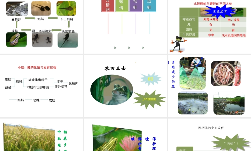 八年级生物下册 第八单元 生物的生殖、发育与遗传 第二十一章 生物的生殖与发育 第四节 两栖类的生殖与发育课件1（新版）苏教版-（新版）苏教版初中八年级下册生物课件
