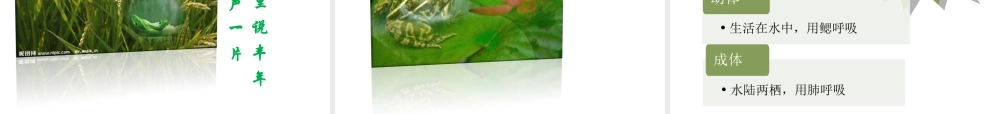 八年级生物下册 第八单元 生物的生殖、发育与遗传 第二十一章 生物的生殖与发育 第四节 两栖类的生殖与发育课件1（新版）苏教版-（新版）苏教版初中八年级下册生物课件