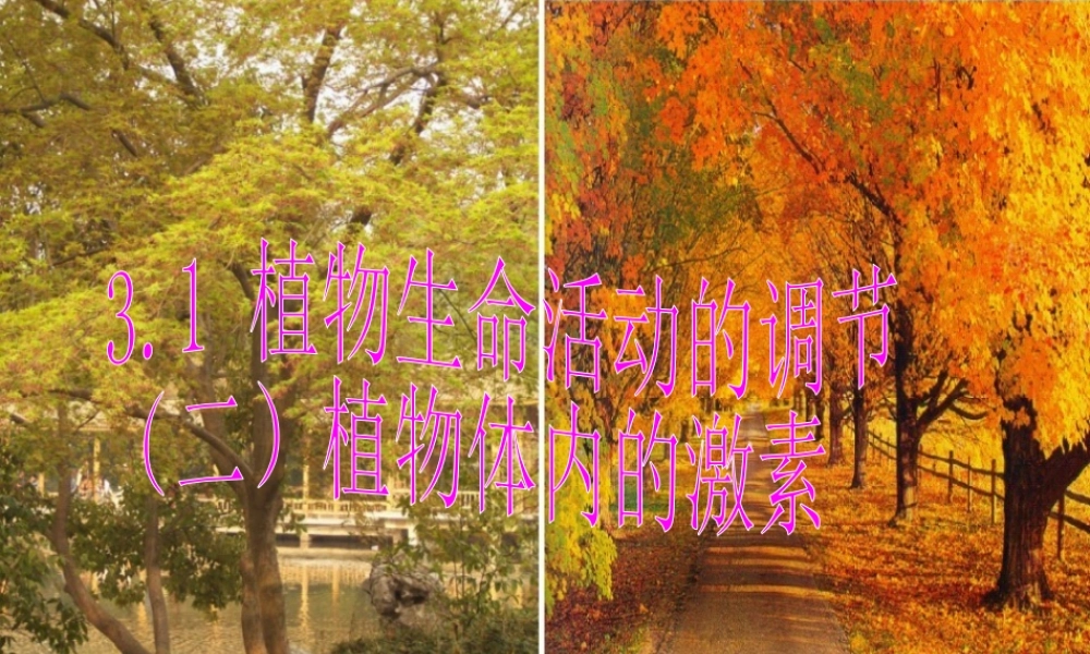 八年级科学上册 第3章 生命活动的调节 3.1《植物生命活动的调节》课件（2） 浙教版-浙教版初中八年级上册自然科学课件