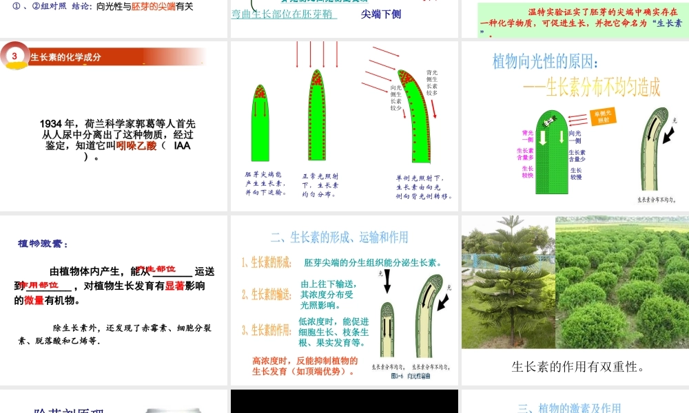八年级科学上册 第3章 生命活动的调节 3.1《植物生命活动的调节》课件（2） 浙教版-浙教版初中八年级上册自然科学课件