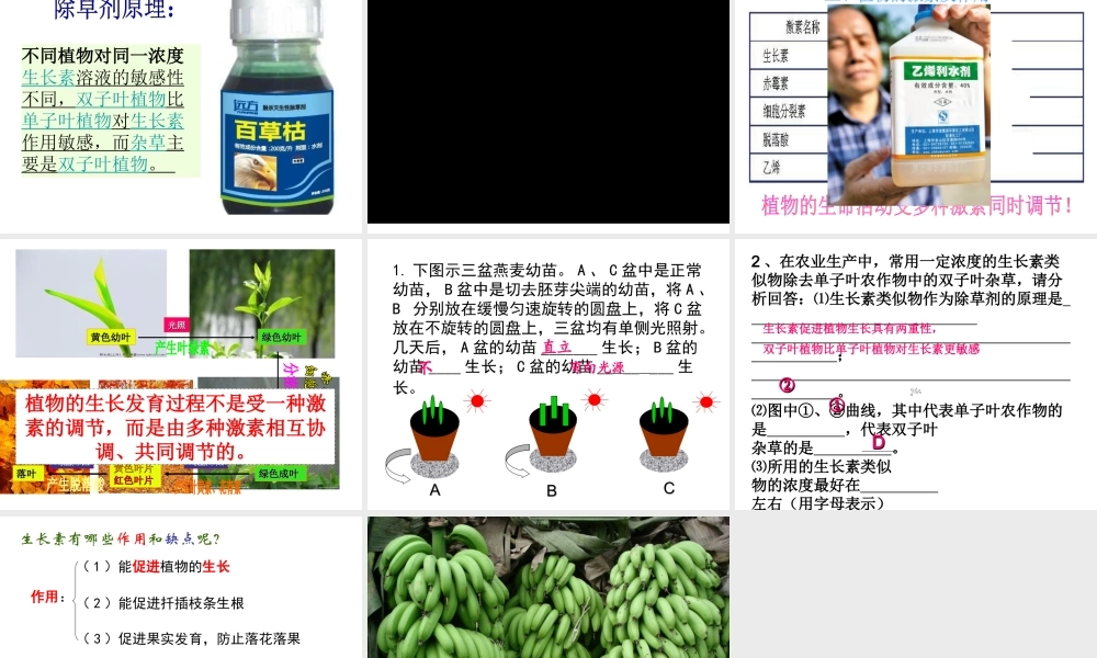 八年级科学上册 第3章 生命活动的调节 3.1《植物生命活动的调节》课件（2） 浙教版-浙教版初中八年级上册自然科学课件