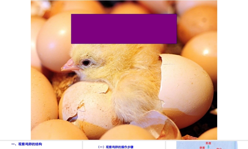 八年级生物下册 第7单元 第1章 第4节 鸟的生殖和发育课件 （新版）新人教版-（新版）新人教级下册生物课件