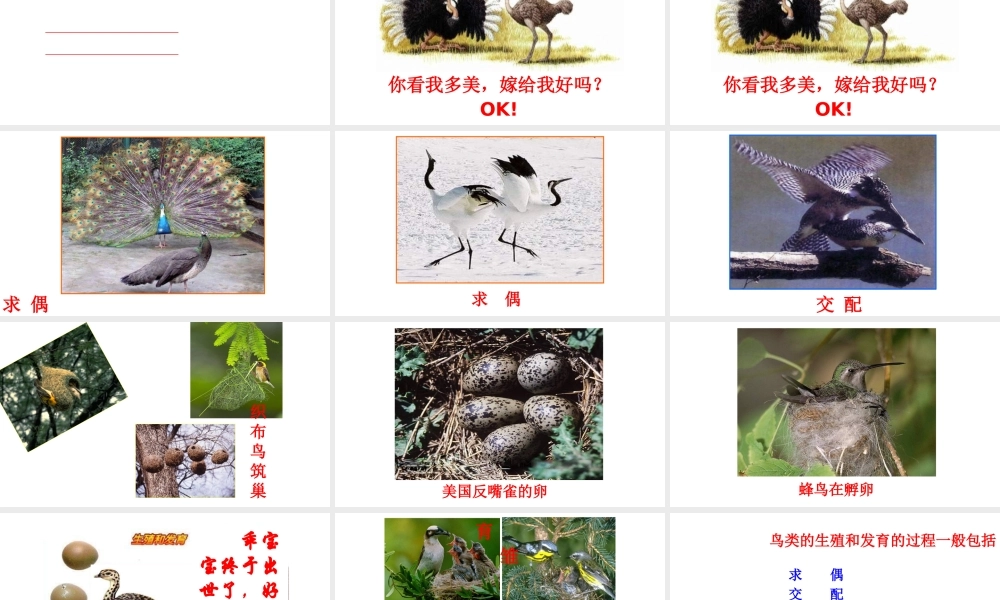 八年级生物下册 第7单元 第1章 第4节 鸟的生殖和发育课件 （新版）新人教版-（新版）新人教级下册生物课件