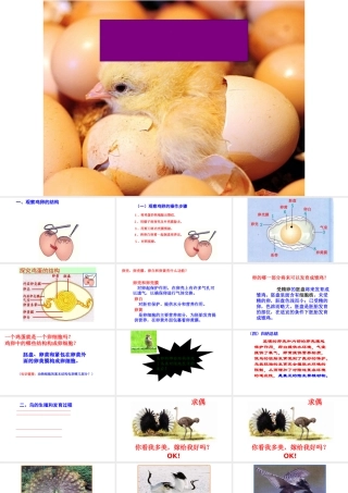 八年级生物下册 第7单元 第1章 第4节 鸟的生殖和发育课件 （新版）新人教版-（新版）新人教级下册生物课件