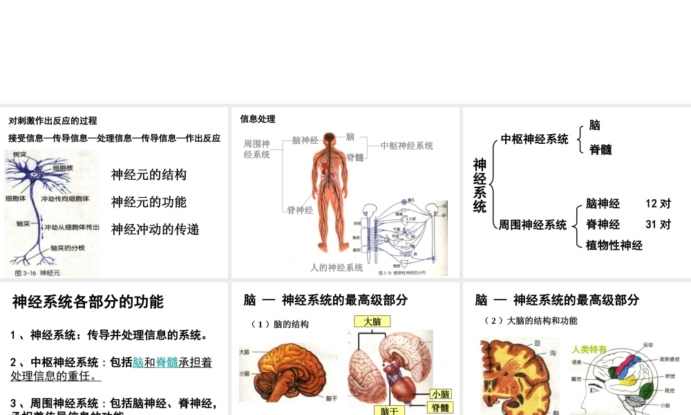 八年级科学上册 3.3神经调节(第二课时)课件 浙教版