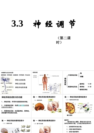 八年级科学上册 3.3神经调节(第二课时)课件 浙教版