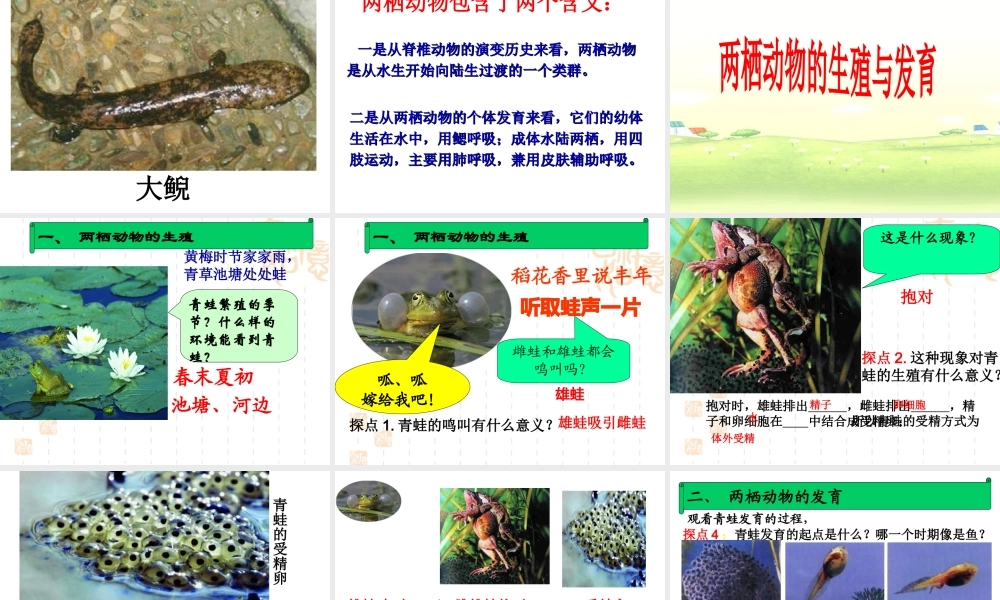 八年级生物下册 第7单元 第1章 第三节 两栖动物的生殖与发育课件 （新版）新人教版-（新版）新人教版初中八年级下册生物课件