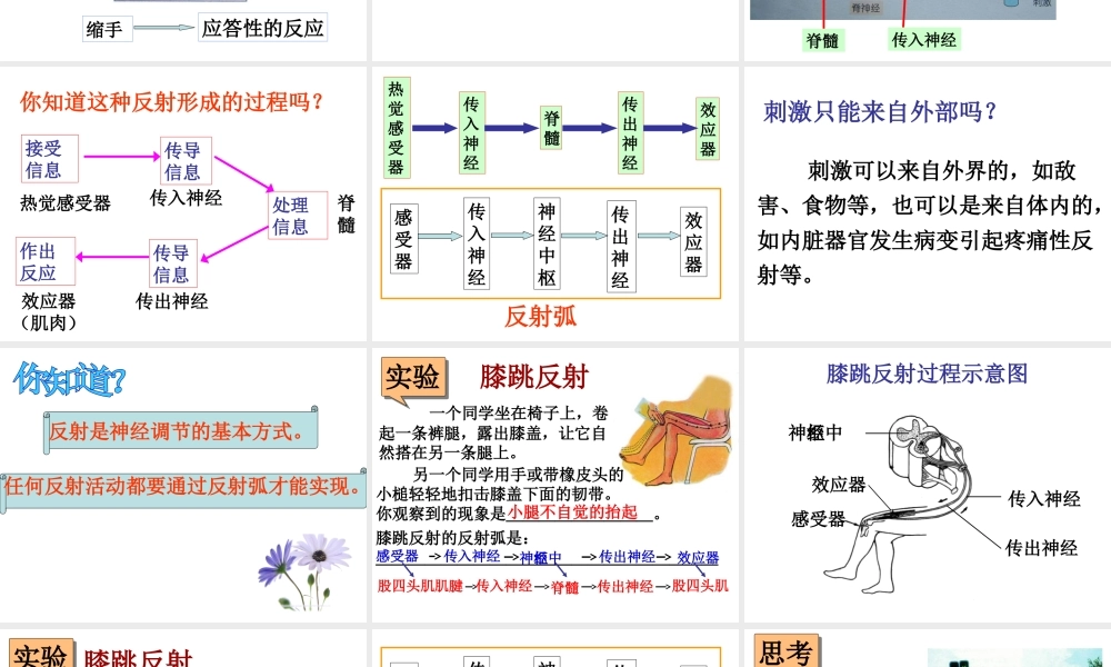 八年级科学上册 3.3神经调节(第三课时))课件 浙教版