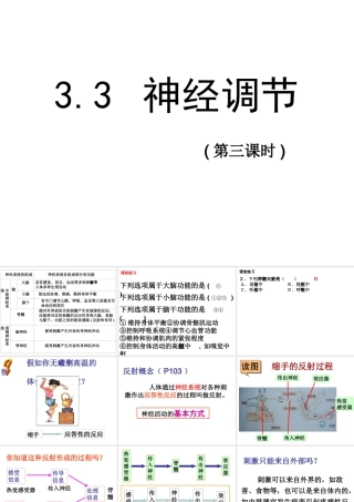 八年级科学上册 3.3神经调节(第三课时))课件 浙教版