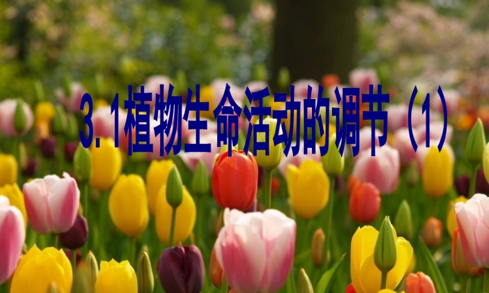 八年级科学上册 第3章 生命活动的调节 3.1《植物生命活动的调节》课件（4） 浙教版-浙教版初中八年级上册自然科学课件