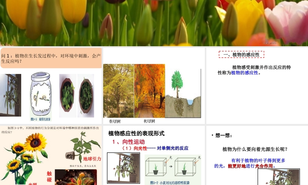 八年级科学上册 第3章 生命活动的调节 3.1《植物生命活动的调节》课件（4） 浙教版-浙教版初中八年级上册自然科学课件