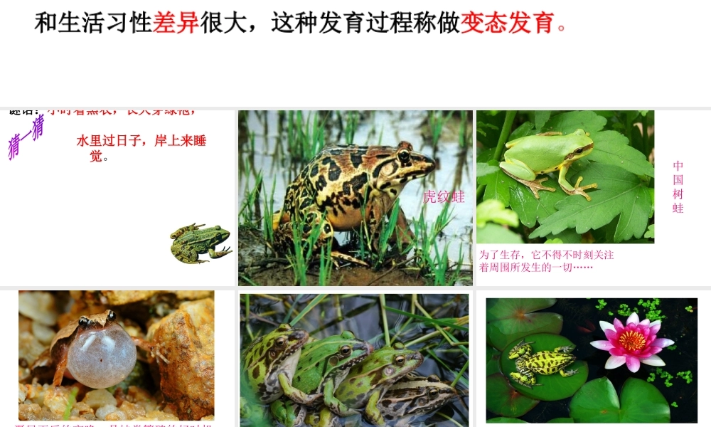 八年级生物下册 第7单元 第1章 第三节 两栖动物的生殖与发育课件 （新版）新人教版-（新版）新人教级下册生物课件