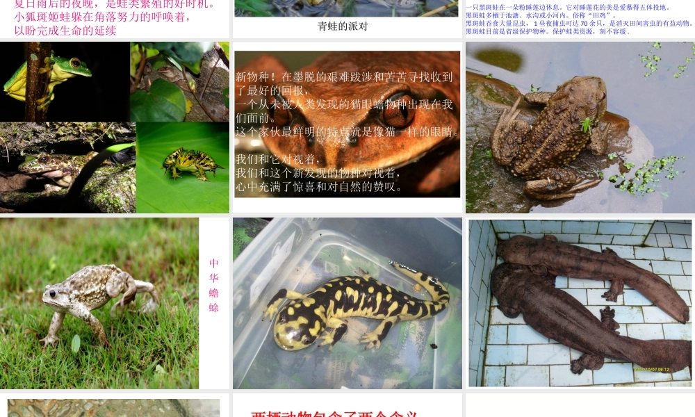 八年级生物下册 第7单元 第1章 第三节 两栖动物的生殖与发育课件 （新版）新人教版-（新版）新人教级下册生物课件