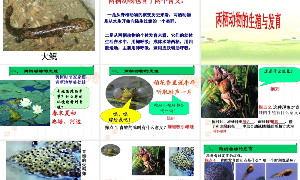 八年级生物下册 第7单元 第1章 第三节 两栖动物的生殖与发育课件 （新版）新人教版-（新版）新人教级下册生物课件