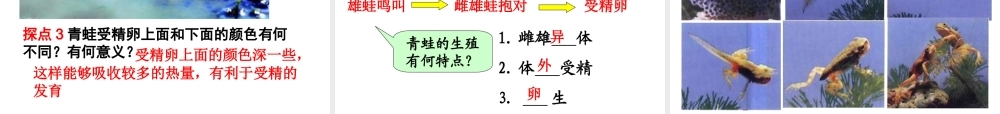 八年级生物下册 第7单元 第1章 第三节 两栖动物的生殖与发育课件 （新版）新人教版-（新版）新人教级下册生物课件