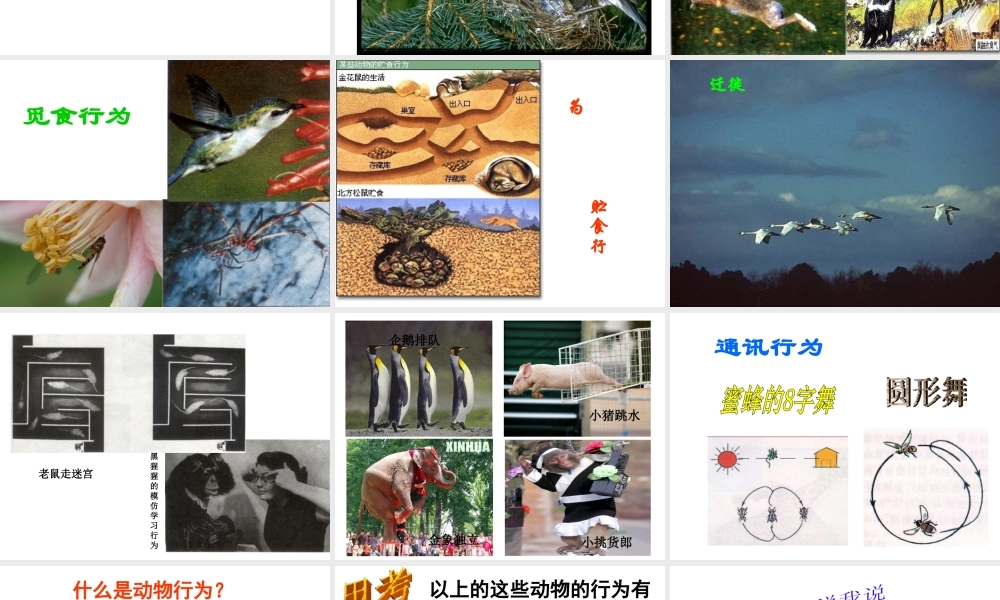 八年级科学上册 3.4 动物的行为课件2 浙教版-浙教版初中八年级上册自然科学课件