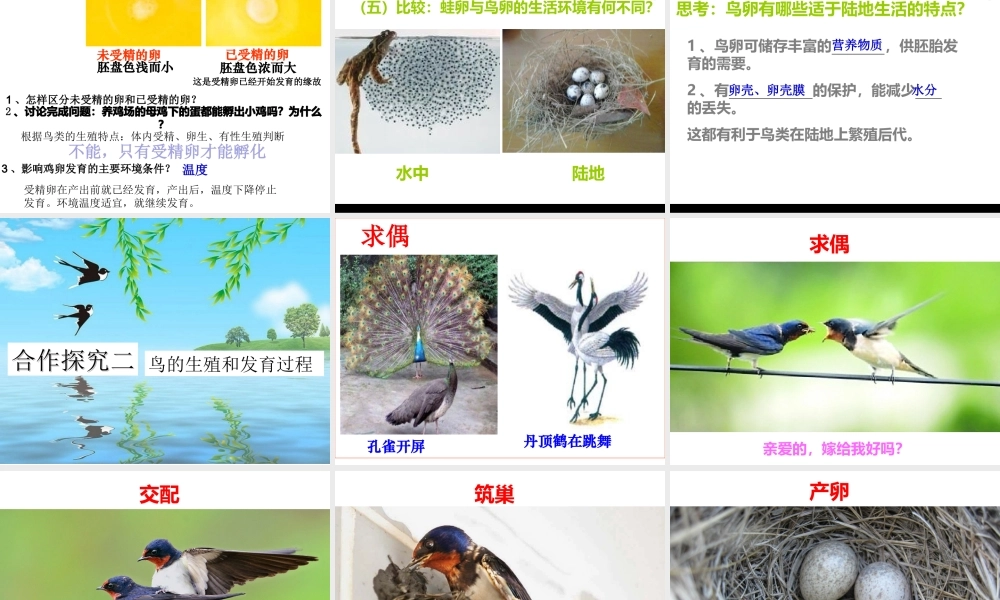 八年级生物下册 第7单元 第1章 第四节 鸟的生殖和发育课件 （新版）新人教版-（新版）新人教版初中八年级下册生物课件