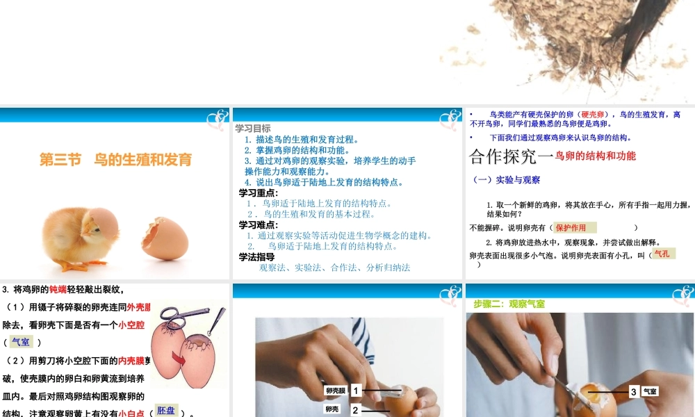 八年级生物下册 第7单元 第1章 第四节 鸟的生殖和发育课件 （新版）新人教版-（新版）新人教级下册生物课件