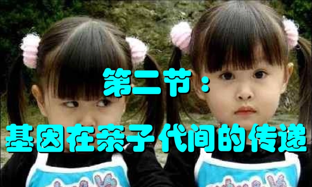 八年级生物下册 第7单元 第2章 第2节 基因在亲子代间的传递课件 （新版）新人教版-（新版）新人教级下册生物课件