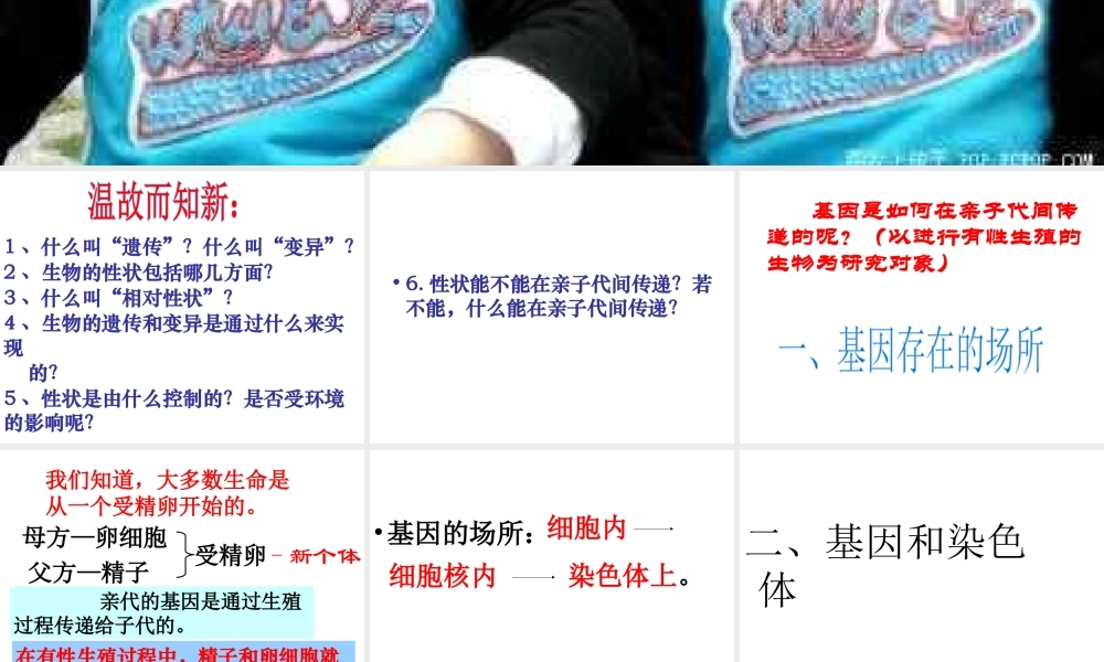 八年级生物下册 第7单元 第2章 第2节 基因在亲子代间的传递课件 （新版）新人教版-（新版）新人教级下册生物课件