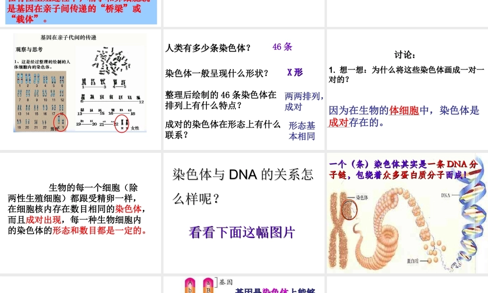 八年级生物下册 第7单元 第2章 第2节 基因在亲子代间的传递课件 （新版）新人教版-（新版）新人教级下册生物课件