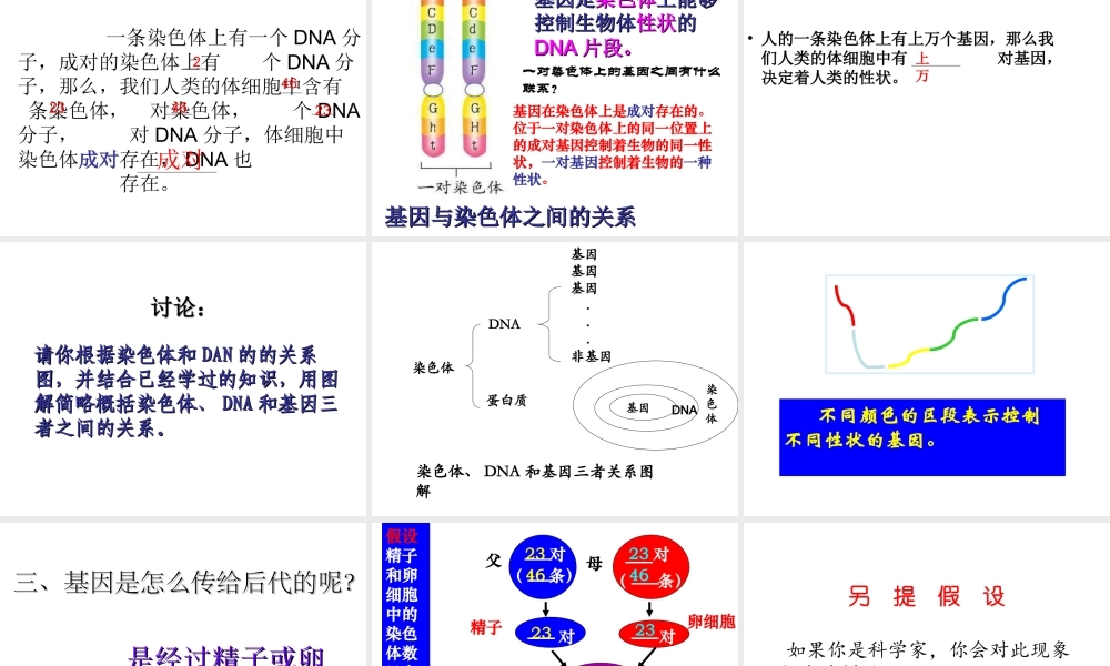 八年级生物下册 第7单元 第2章 第2节 基因在亲子代间的传递课件 （新版）新人教版-（新版）新人教级下册生物课件