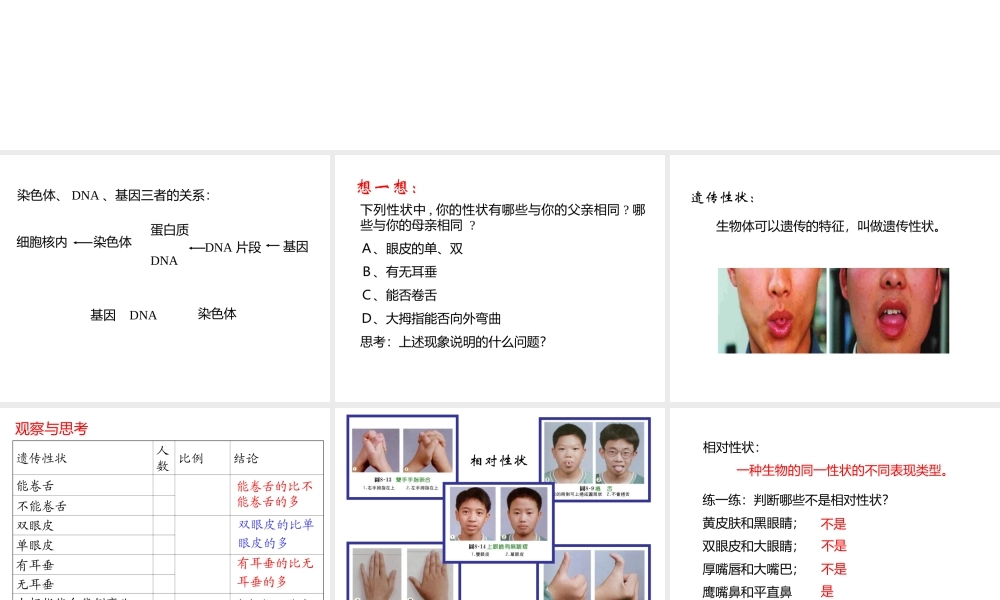 八年级生物下册 第二十二章 第2节《人的性状和遗传》课件 （新版）苏教版