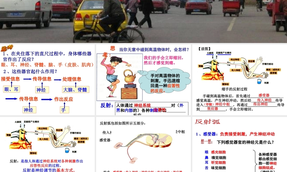 八年级科学上册 第3章 生命活动的调节 3.3《神经调节》课件（3） 浙教版-浙教版初中八年级上册自然科学课件