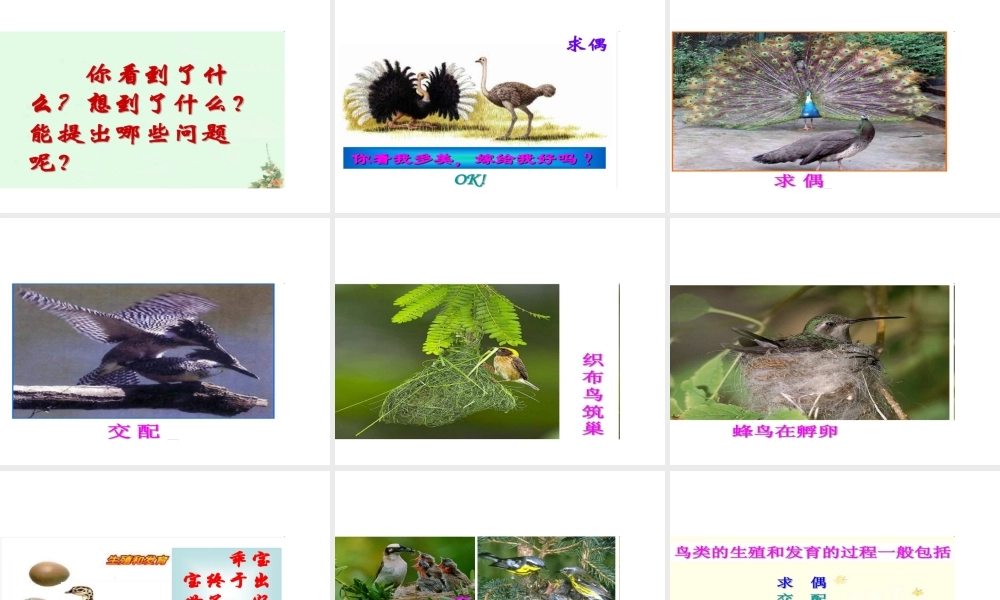 八年级生物下册 第八单元 生物的生殖、发育与遗传 第二十一章 生物的生殖与发育 第五节 鸟类的生殖与发育课件1（新版）苏教版-（新版）苏教版初中八年级下册生物课件